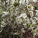 cercocarpus betuloides